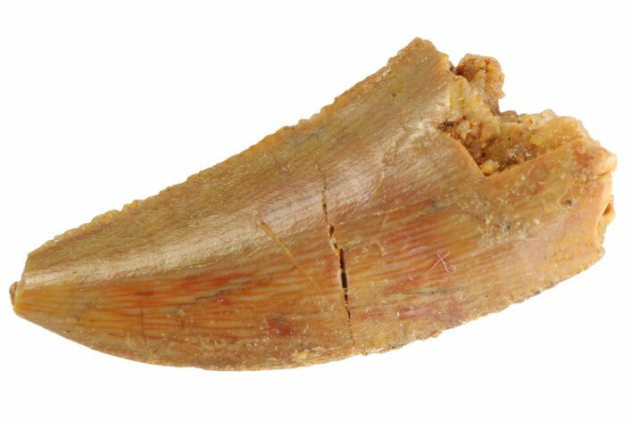 Serrated Raptor Tooth - Real Dinosaur Tooth #332804